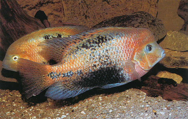 Vieja melanurus