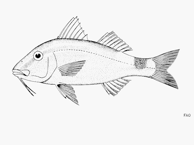 Parupeneus rubescens