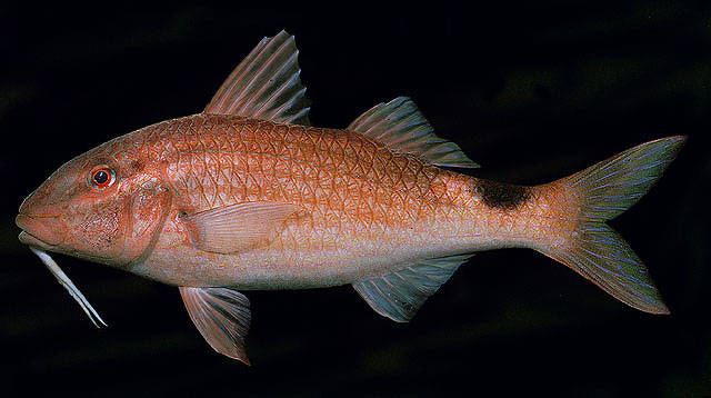 Parupeneus rubescens