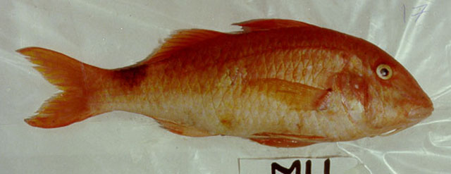 Parupeneus rubescens