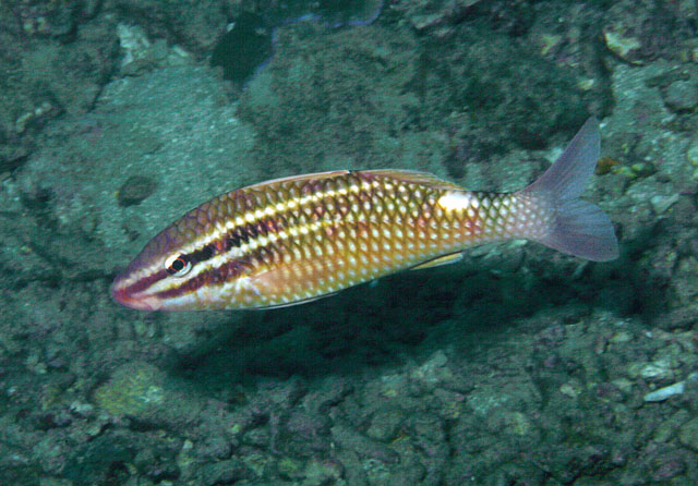 Parupeneus rubescens