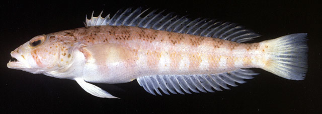 Parapercis albipinna