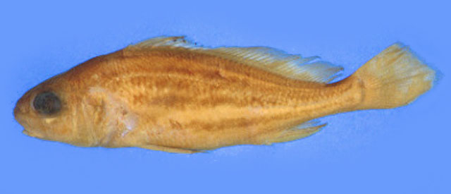 Pachypops trifilis