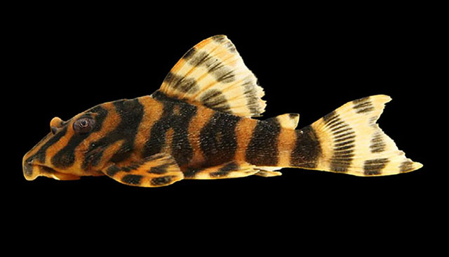 Peckoltia amjikin