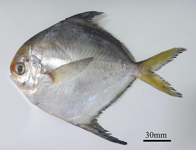 Peprilus crenulatus