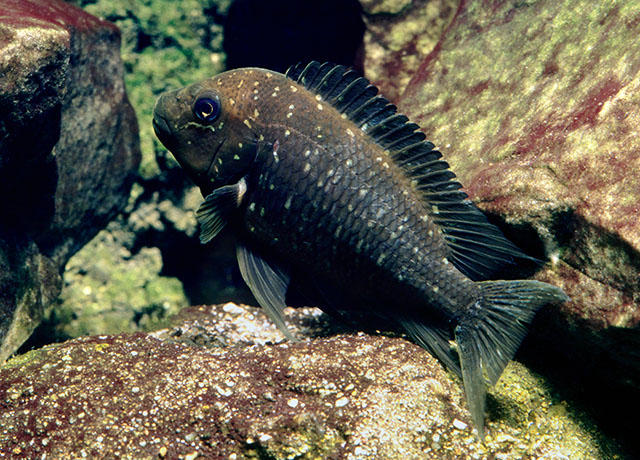 Petrochromis trewavasae