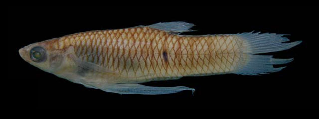 Phalloceros anisophallos