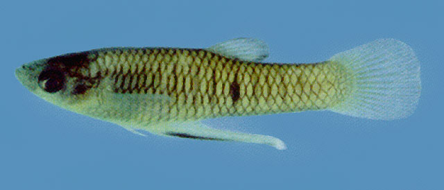 Phalloceros caudimaculatus