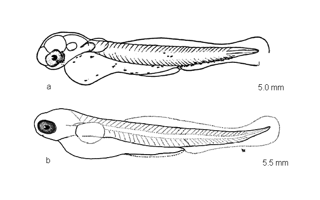 Pimephales notatus