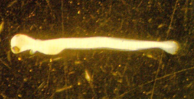 Plecoglossus altivelis