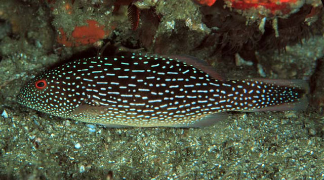 Plectropomus punctatus