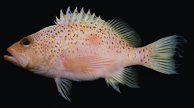 Plectranthias yamakawai