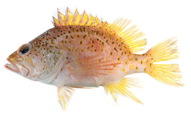 Plectranthias yamakawai