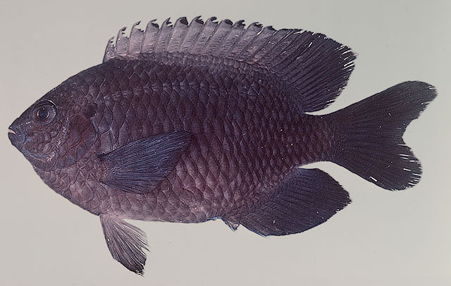 Pomacentrus agassizii