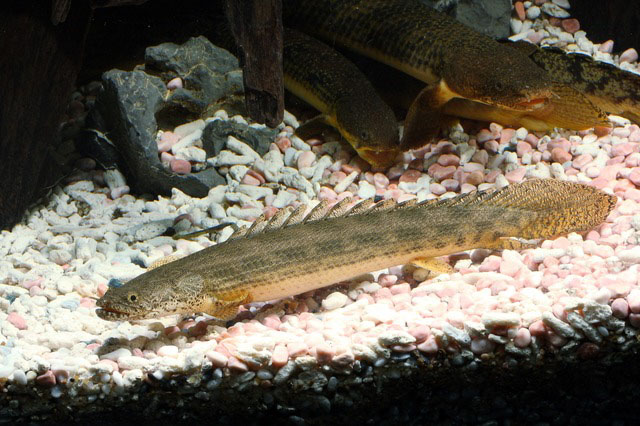 Polypterus ansorgii