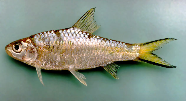 Poropuntius deauratus