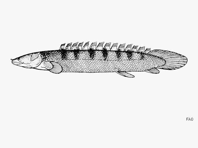 Polypterus endlicherii