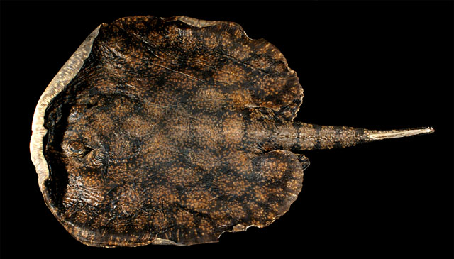 Potamotrygon marinae