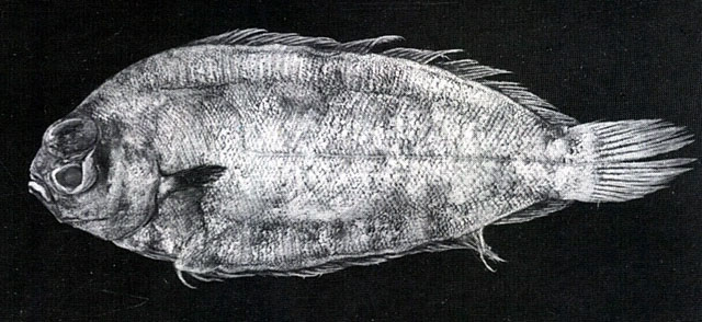 Poecilopsetta natalensis