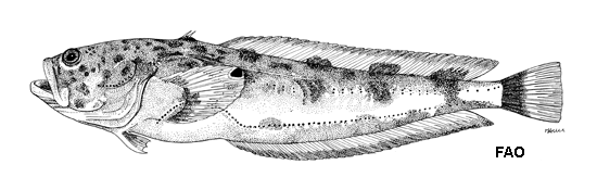 Porichthys oculofrenum