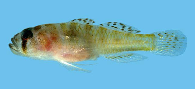 Priolepis ailina