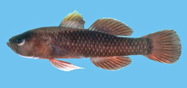 Priolepis aithiops