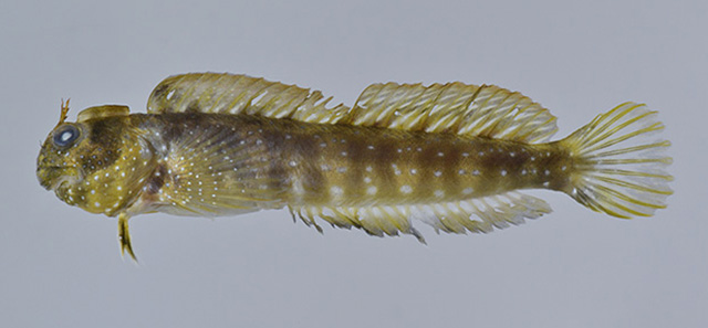 Praealticus bilineatus