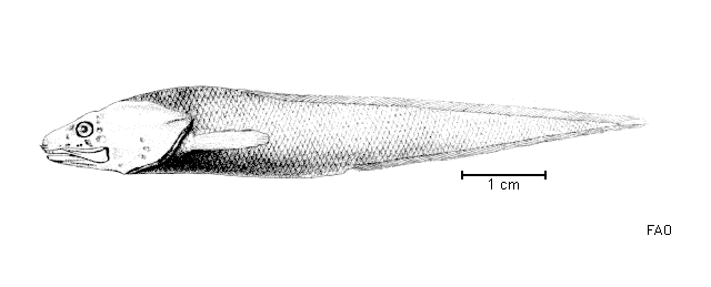 Pseudonus acutus