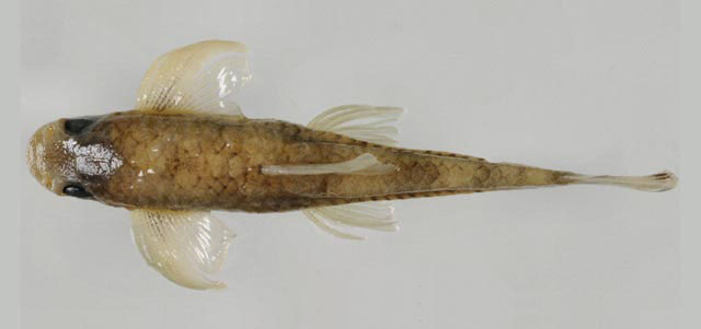 Psilorhynchus balitora