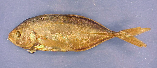 Pseudocaranx chilensis