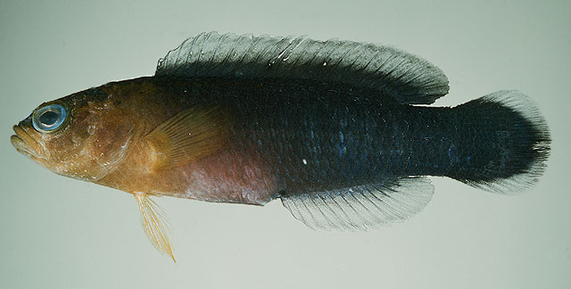 Pseudochromis cyanotaenia
