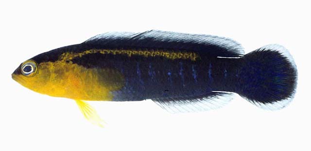Pseudochromis cyanotaenia