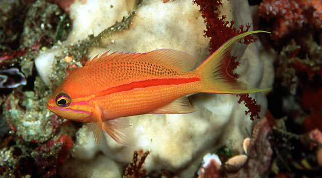 Pseudanthias fasciatus