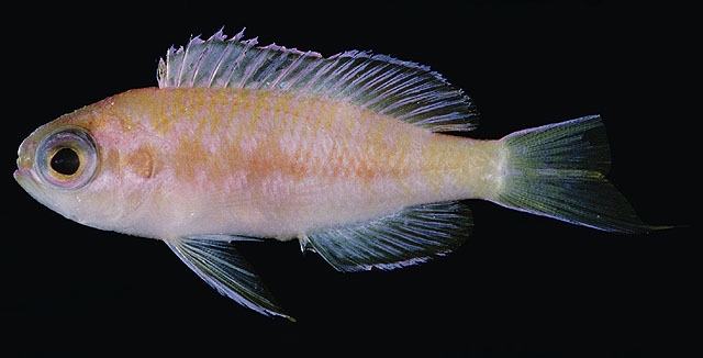 Pseudanthias fucinus