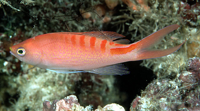 Pyronotanthias lori