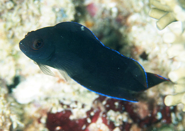 Ogilbyina novaehollandiae