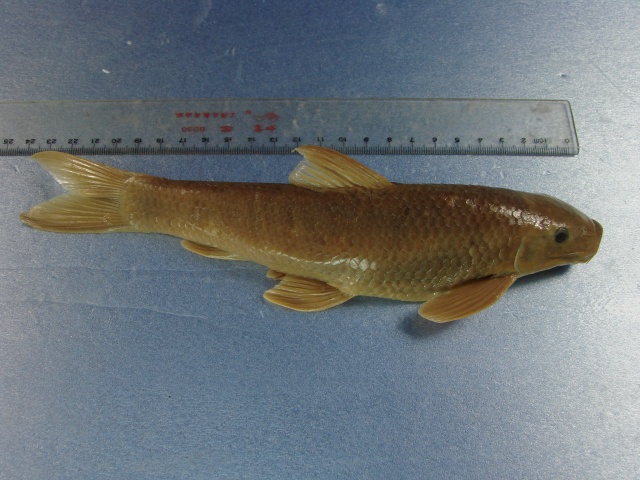 Pseudogyrinocheilus prochilus