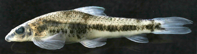 Psilorhynchus rahmani