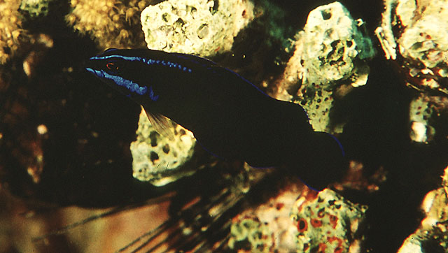 Pseudochromis springeri