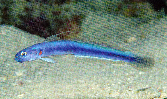 Ptereleotris rubristigma