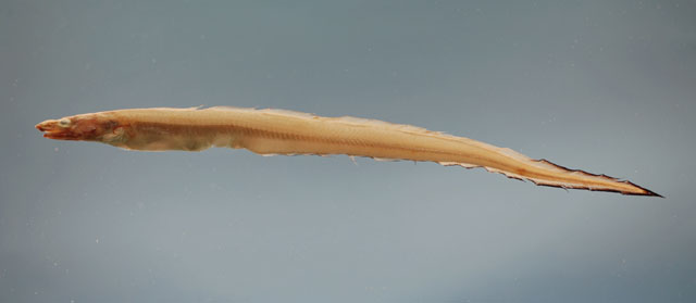 Rhynchoconger flavus