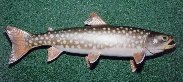 Salvelinus leucomaenis