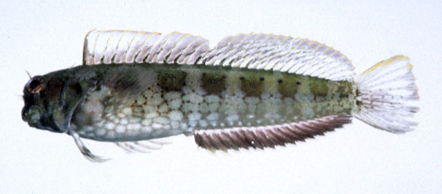 Salarias sinuosus