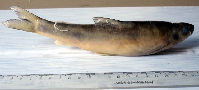 Schizothorax lissolabiatus