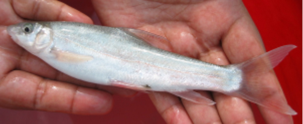 Schizothorax progastus