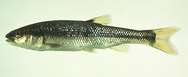 Semotilus atromaculatus