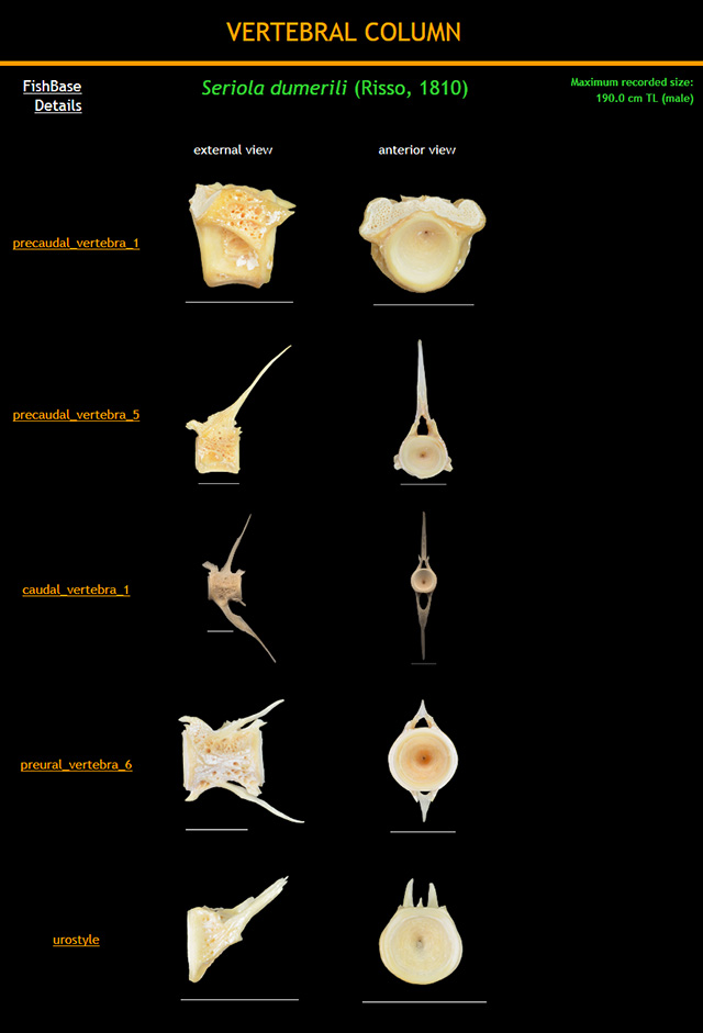 Seriola dumerili