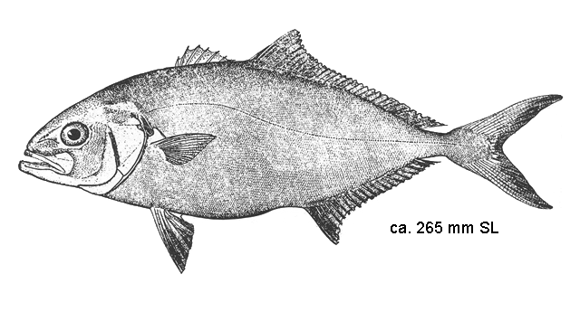 Seriola dumerili