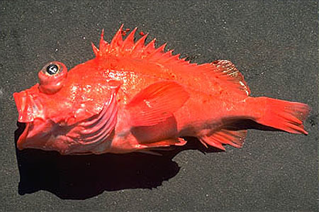 Sebastes phillipsi