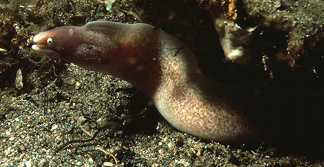 Gymnothorax thyrsoideus